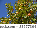 Persimmon that shines in the blue sky Persimmon that shines in the blue sky 83277394