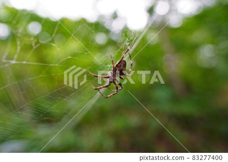 A spider nesting on the Mt. Maya mountain trail 83277400