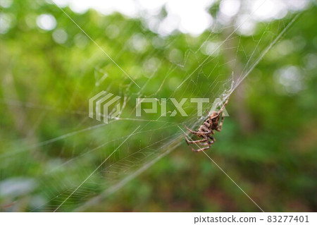 A spider nesting on the Mt. Maya mountain trail 83277401