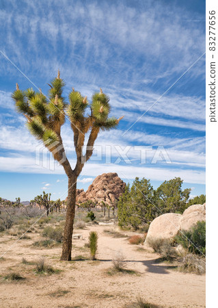 Joshua trees and giant rocks at Joshua Tree National Park on a sunny day Joshua trees and giant rocks at Joshua Tree National Park on a sunny day 83277656