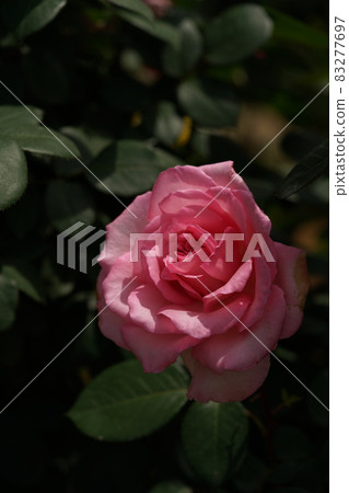 Rose in full bloom Violina 83277697
