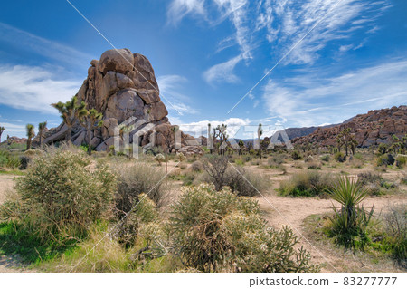 Huge rock mountain and lush Joshua trees at Joshua Tree National Park desert Huge rock mountain and lush Joshua trees at Joshua Tree National Park desert 83277777