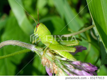 A cute Patanga japonica larva with teary eyes matching the bright yellow-green color A cute Patanga japonica larva with teary eyes matching the bright yellow-green color 83277813