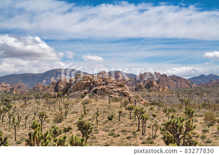 Joshua trees and rocky mountain in the desert at Joshua Tree National Park 83277830