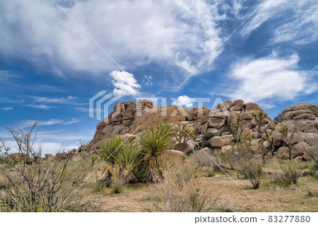 Joshua tree plants against mountain of rocks in Joshua Tree National Park 83277880