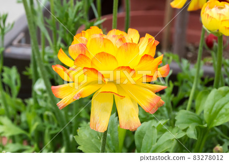 盛開的陸蓮花 盛開的陸蓮花 83278012