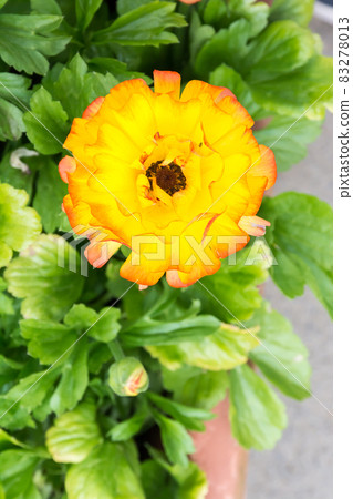 盛開的陸蓮花 83278013