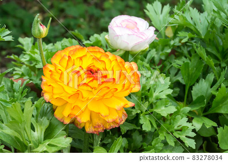 盛開的陸蓮花 盛開的陸蓮花 83278034