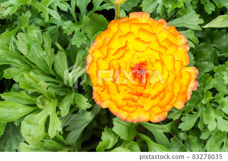 盛開的陸蓮花 83278035