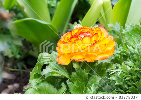 盛開的陸蓮花 盛開的陸蓮花 83278037