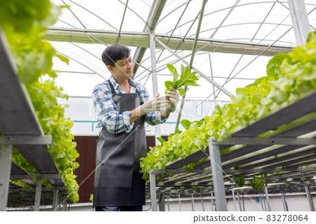 Portrait of young man farmer harvesting vegetables from hydroponics farm in morning. Organic fresh harvested vegetables 83278064