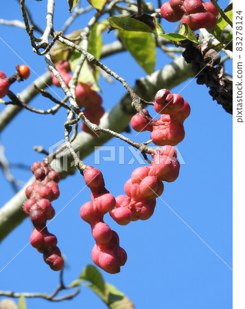 Kobushi fruits colored red 83278124