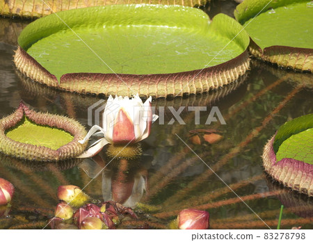 Paraguaio Victoria Amazonica 花和巨葉 Paraguaio Victoria Amazonica 花和巨葉 83278798