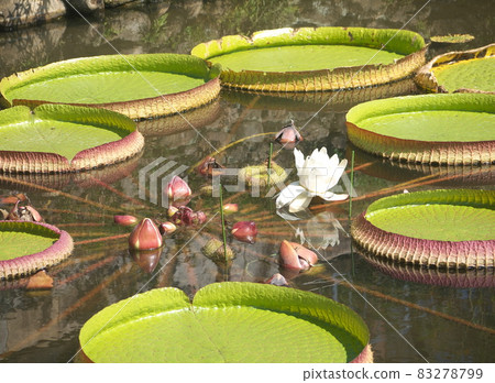 Paraguaio Victoria Amazonica 花和巨葉 Paraguaio Victoria Amazonica 花和巨葉 83278799