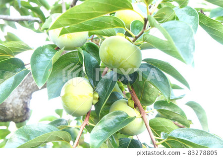 藍柿子 藍柿子 83278805