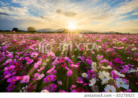 雪中的奧田日岳和地獄谷 83278925