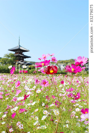 蓮花領域和宇宙領域 83279075