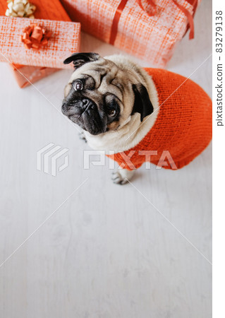 dog present boxes. High quality and resolution beautiful photo concept dog present boxes. High quality and resolution beautiful photo concept 83279138