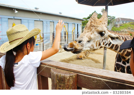 長頸鹿餵食體驗冒險世界動物 83280384