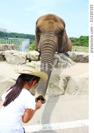 大象餵食體驗冒險世界動物 大象餵食體驗冒險世界動物 83280385
