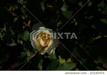 Rose thin cream in full bloom Rose thin cream in full bloom 83280454