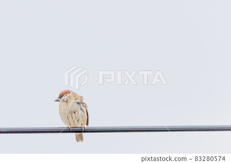Sparrow 83280574