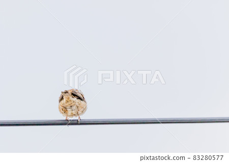 Sparrow 83280577