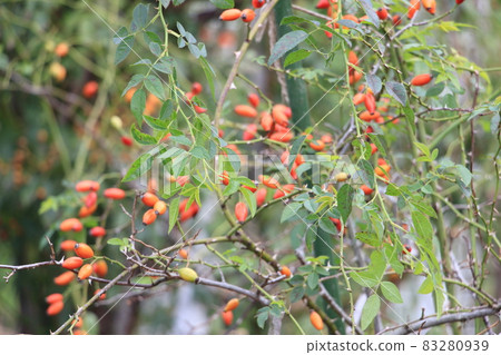 維生素c炸彈！玫瑰果 (Rosa Canina) 83280939