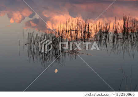 Moon and colorful sunset cloudscape reflected on pond in Everglades. 83280966