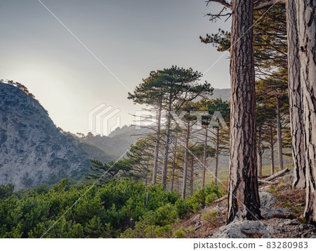 Forest landscape with fir trees and stones. Forest landscape with fir trees and stones. 83280983