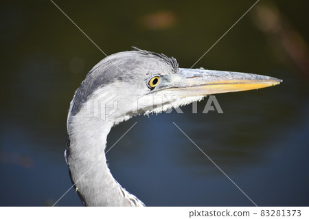 Kyoto Prefectural Botanic Garden 83281373