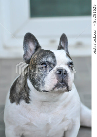 dog or french bulldog, French bulldog 83281629