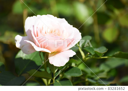 Kyoto Prefectural Botanic Garden Kyoto Prefectural Botanic Garden 83281652