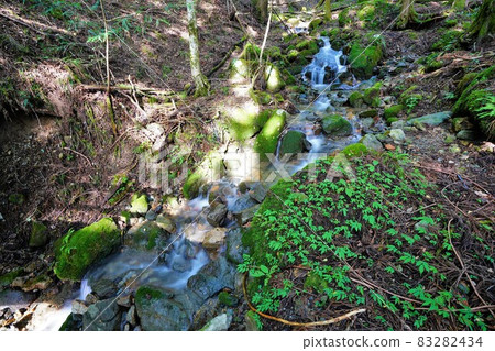 熊熊山登山道 熊熊山登山道 83282434