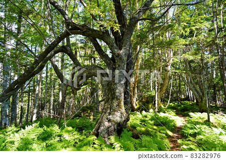 Giant tree on the Okuchausan mountain trail 83282976