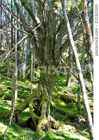 Giant tree on the Okuchausan mountain trail 83282989