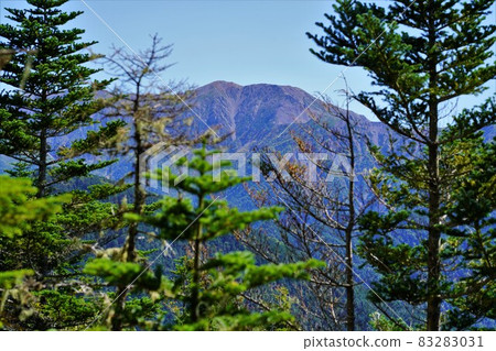 Mt. Akaishi from the Okuchausan forest belt 83283031