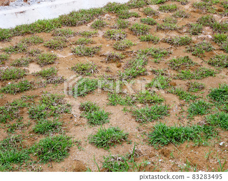 Cow Grass is planted using the spot turfing method. Grass plants with gaps in between each other. Over time this grass will multiply and merge. 83283495
