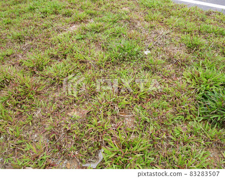 Cow Grass is planted using the spot turfing method. Grass plants with gaps in between each other. Over time this grass will multiply and merge. 83283507