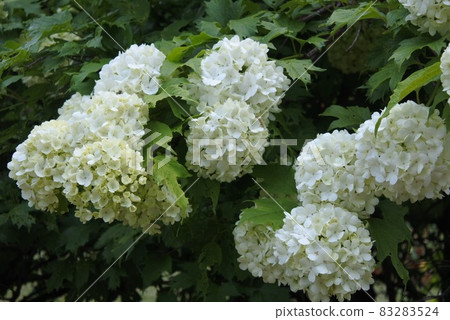 White hydrangea White hydrangea 83283524