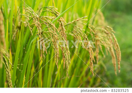 rice grain in the rice field before harvest 83283525