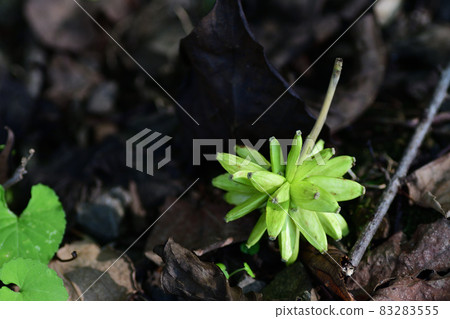 Camptotheca acuminata that fell to the ground (Saitama Prefecture / October) 83283555