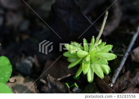 Camptotheca acuminata that fell to the ground (Saitama Prefecture / October) 83283556