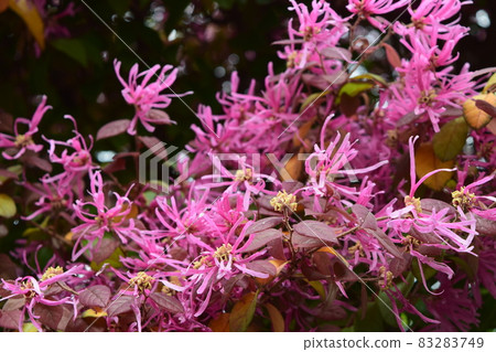 紅花Tokiwamansaku 紅花Tokiwamansaku 83283749