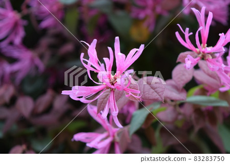 紅花Tokiwamansaku 紅花Tokiwamansaku 83283750
