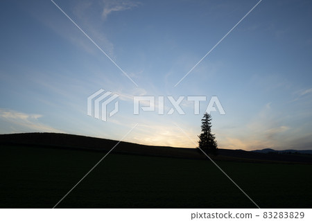 在落日的聖誕樹 83283829