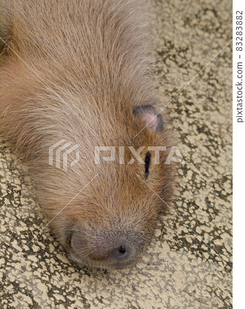 夢見水豚 83283882