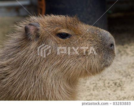 一隻昏昏欲睡的水豚的檔案 83283883