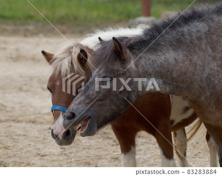 會說話的小馬 83283884