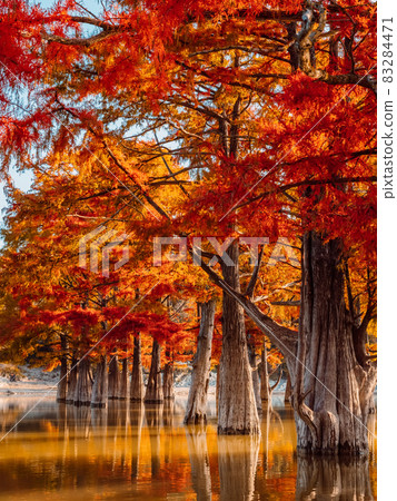 Taxodium distichum with red needles. Autumnal swamp cypresses on lake with reflection. 83284471